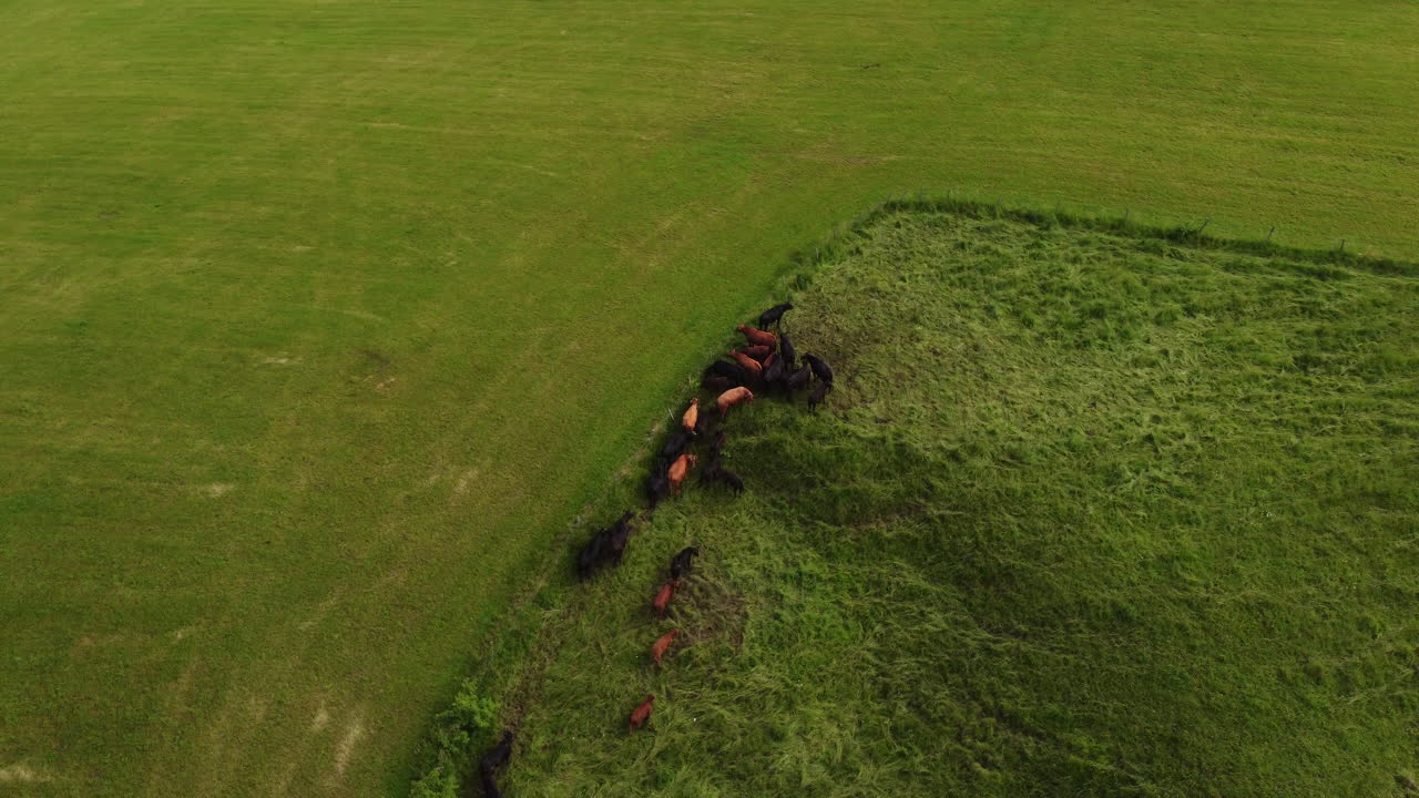 스위스 sainte croix의 시골에서 소의 회전하는 공중 피사체 샷