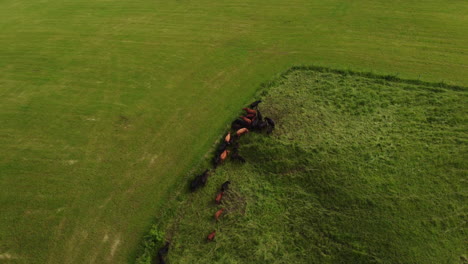 rotating aerial subject shot of cows in the countryside of sainte croix, switzerland