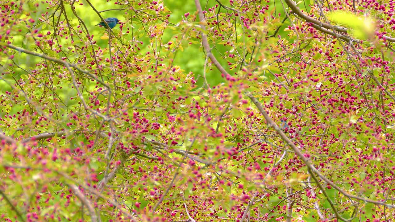 Two Indigo Bunting Birds Flying Around on Tree Branches in Forest