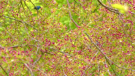 two indigo bunting birds flying around on tree branches in forest
