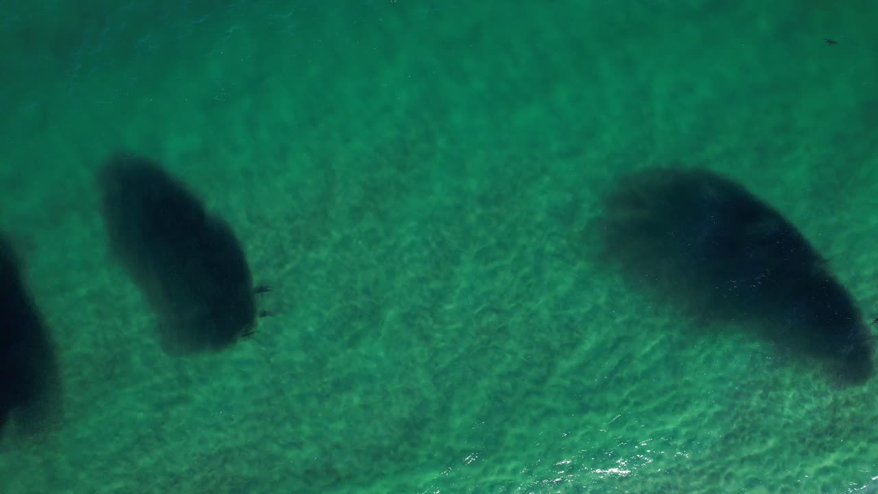 Top Down View Of Large Bait Balls With Feeding Sharks In New South Wales, Australia - Drone Shot