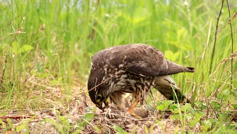 a merlin eat its prey in the long grass