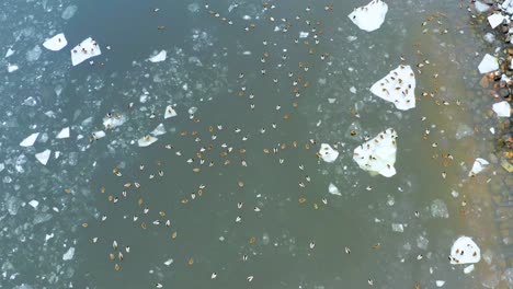 muchos patos en el río helado de invierno, vista desde un dron