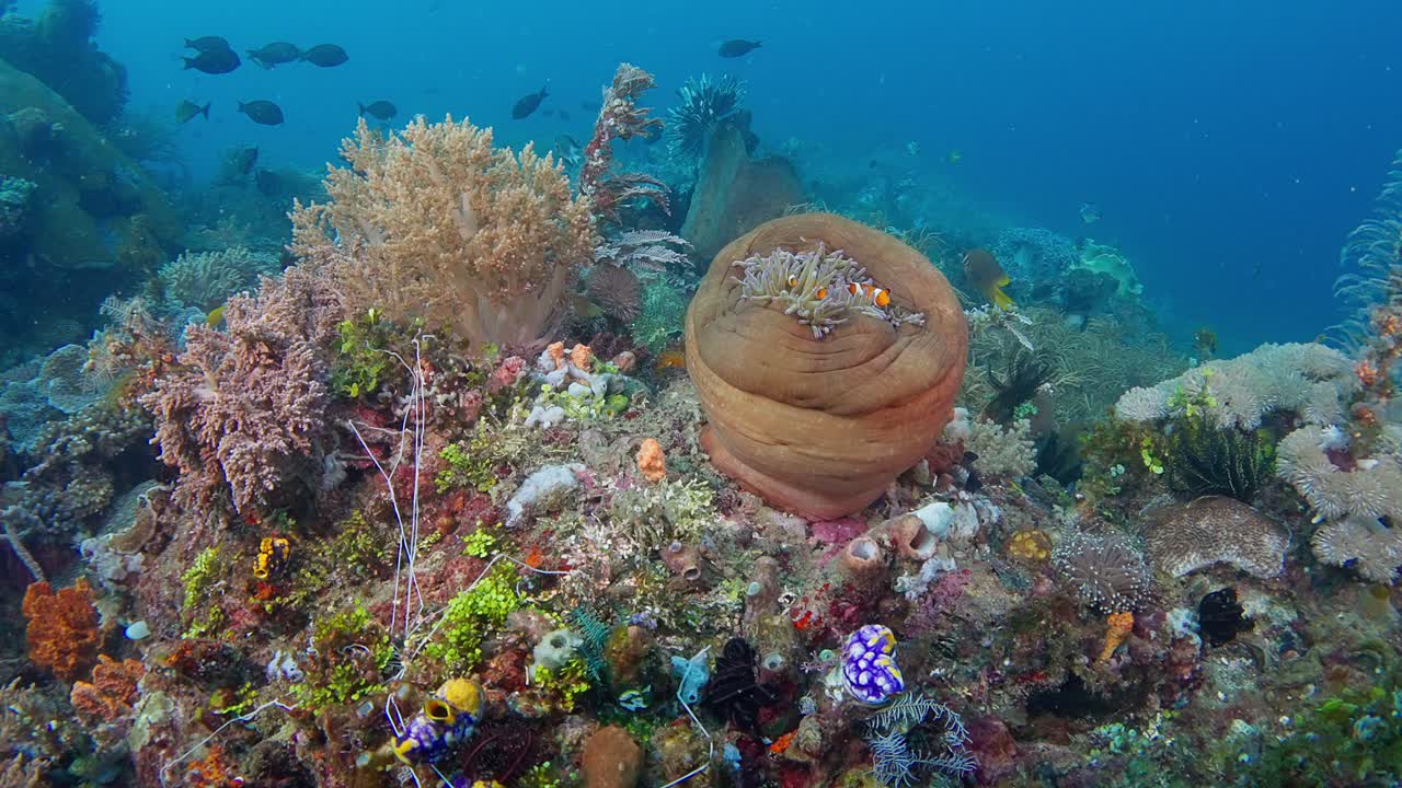 nadando a lo largo de los arrecifes del estrecho de lembeh, pasando por una gran anémona y un pez payaso común 2 de 2 60 fps