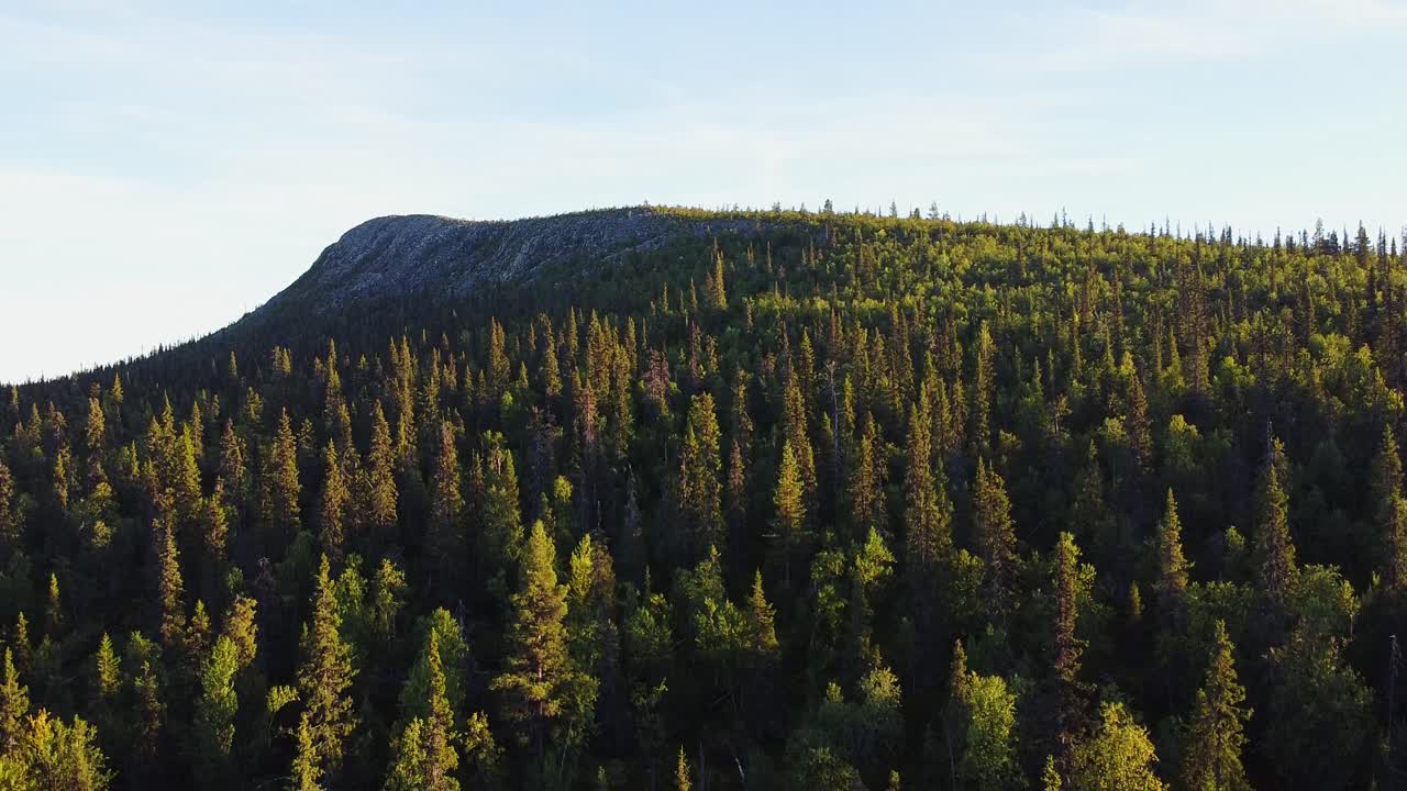 Beautiful aerial green forest woods during evening sunny golden hour in Sweden