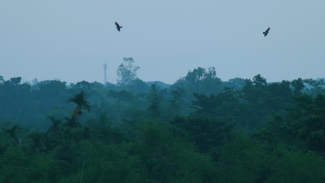 Silhouette-Of-Hawks-Flying-Above-Misty-Forest