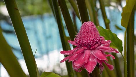 Toma-Panorámica-Lenta-De-Mano-De-Hermosa-Flor-Antorcha-Roja-Flor-De-Jengibre