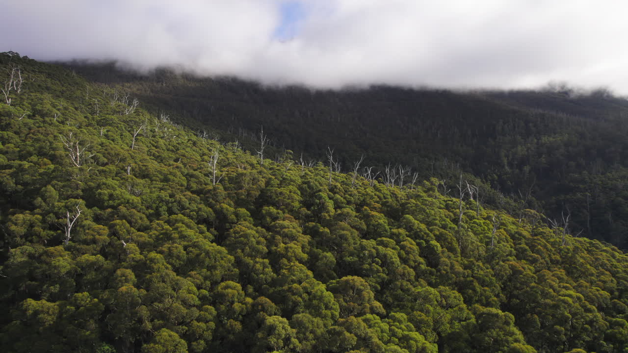 un dron disparó sobre un bosque en tasmania