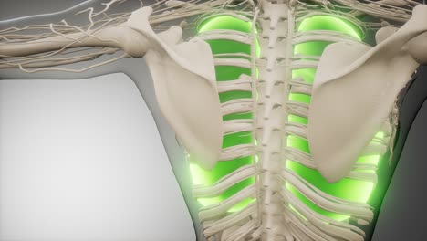 Examen-De-Radiología-De-Pulmones-Humanos