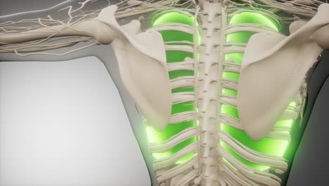 examen radiológico de los pulmones humanos