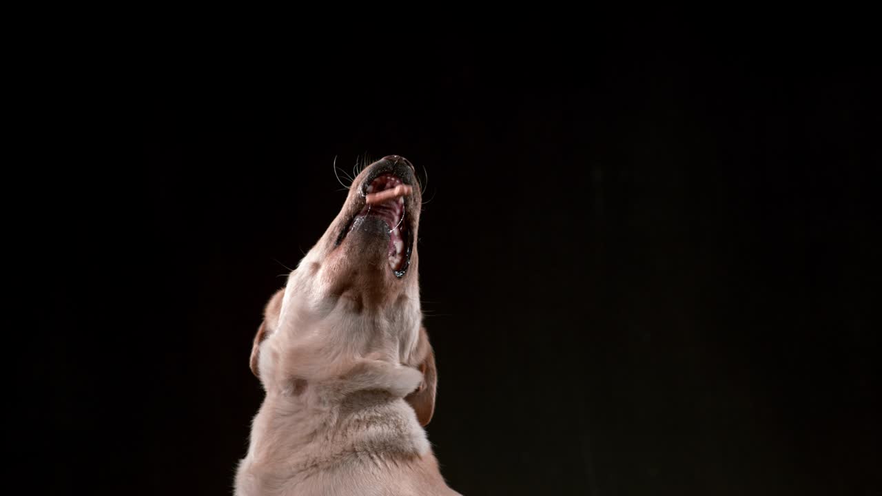 Dog catching treat in slow motion