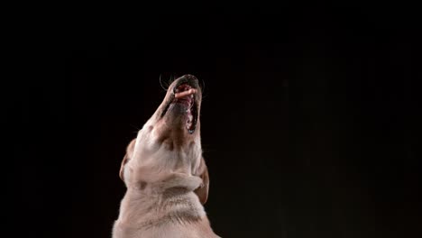 dog catching treat in slow motion