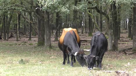 Vaca-Con-Cuernos-Grandes-Y-Ternera-Juvenil-Pastando-En-El-Campo-Frente-Al-Bosque