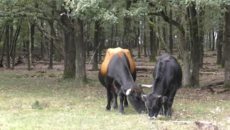 large horned cow and juvenile calf grazing in field in front of forest