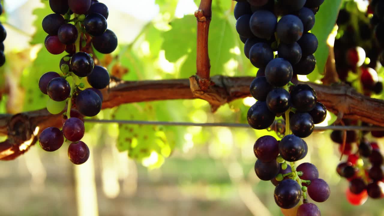 primer plano de las uvas de vino tinto