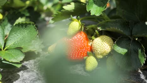 Diaaufnahme-Frischer-Roter-Reifer-Bio-Erdbeeren,-Die-An-Einem-Busch-Hängen-Und-Obstfarm-Erdbeersträucher-Im-Gewächshaus-Ernten,-Sommertag