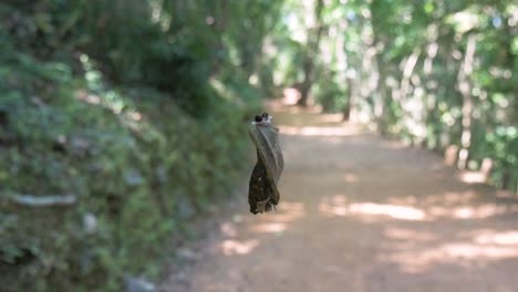 Cambodia-leaf-hanging-over-the-path