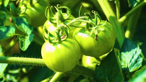 Drei-Grüne-Unreife-Tomaten,-ökologische-Landwirtschaft,-Makro