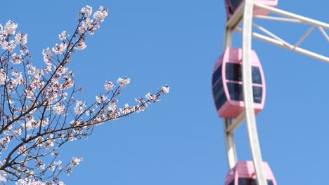 beautiful pink cherry blossoms and pink ferris wheel with blue sky background, 4k time loop able footage.