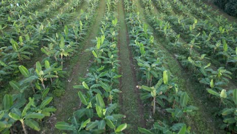 Imágenes-Aéreas-De-Una-Gran-Plantación-Comercial-De-Banano-En-Las-Regiones-Centrales-De-Costa-Rica