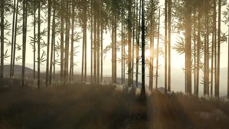 Green-bamboo-forest-in-hills