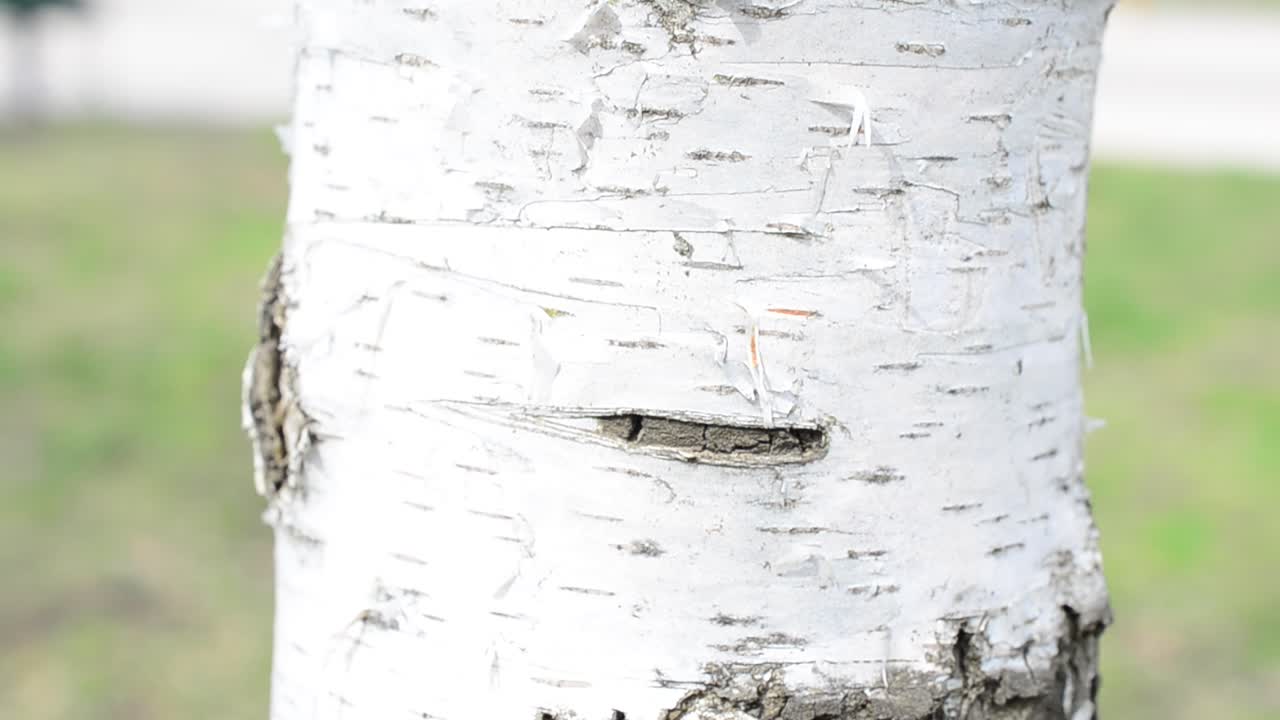 Bjørk og dens stamme. Fotografering av bjørker og bark