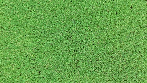 drone de arriba hacia abajo de la plantación de cannabis verde que crece al aire libre en un día soleado - aterrizaje vista superior