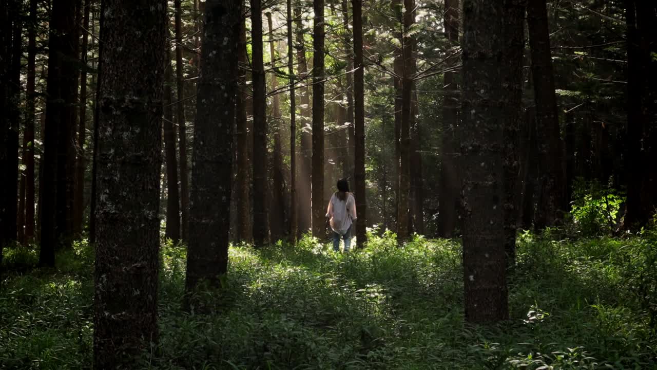 태양의 빛은 나무의  ⁇ 을  ⁇ 고  ⁇ 습니다.