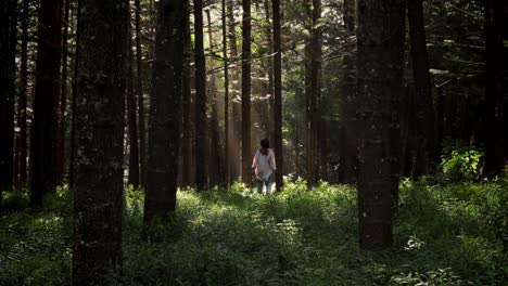 Light-of-the-sun-breaks-through-gap-in-trees