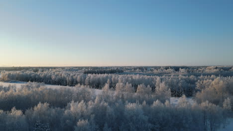 Winter-background,-Drone-ascending-over-endless-snow-forest-in-Finland-on-a-beautiful-winter-day