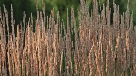 Federschilf-Wiegt-Sich-Langsam-Im-Wind