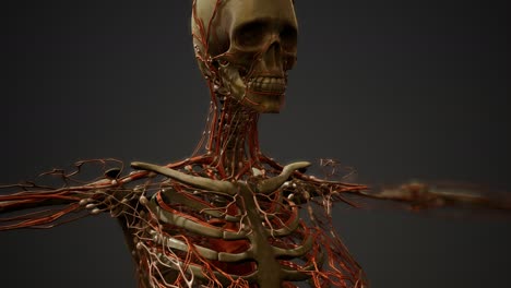anatomía de los vasos sanguíneos del cuerpo humano