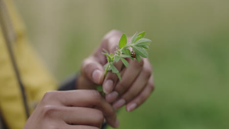 close up of lady bug insect crawling on green leaf woman hands holding plant nature conservation