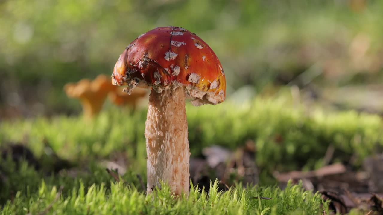 hongo agarico de mosca en un bosque.