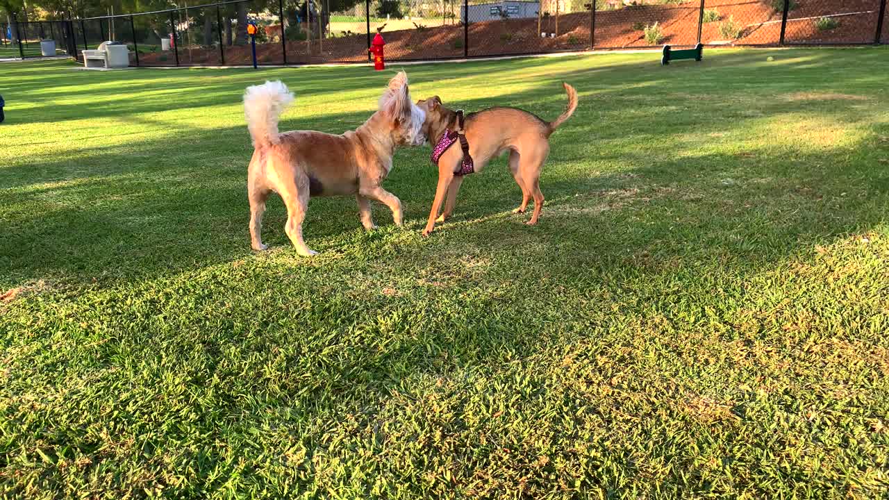 4k 60p 귀여운 작은 개는 개 공원에서 또 다른 귀여운 개를 만난다