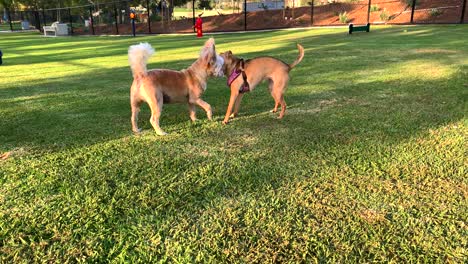 4k-60p-Lindo-Perro-Pequeño-Se-Encuentra-Con-Otro-Lindo-Perro-En-El-Parque-Para-Perros