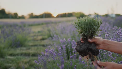 woman holding lavender seedling ready for planting