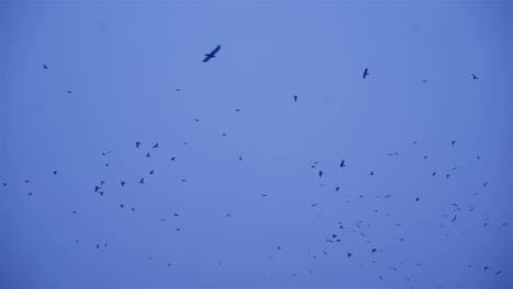 birds fly in winter conditions. black birds fly through snowflakes. crows in flight