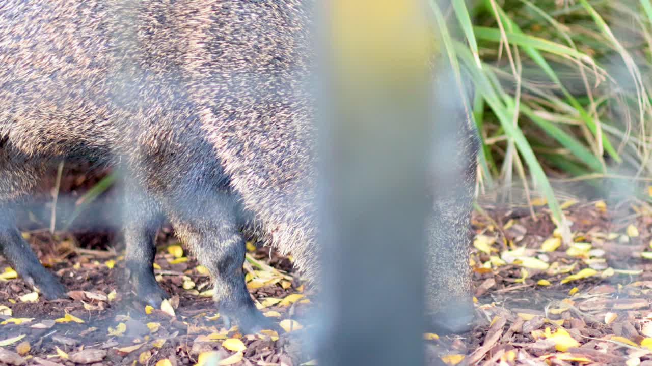 어린 돼지는 자연 조명 아래 잎자루와 쓰러진 잎으로 둘러싸인 동물원 구역을 새를 맡고 탐사합니다.
