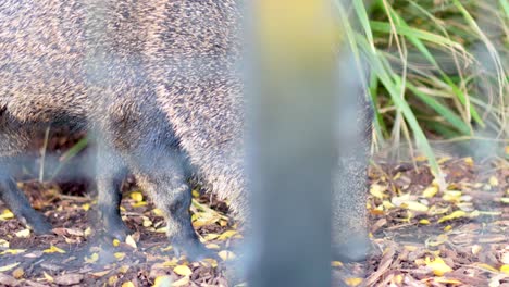 un jabalí joven olfata y explora su recinto del zoológico, rodeado de follaje y hojas caídas, bajo luz natural