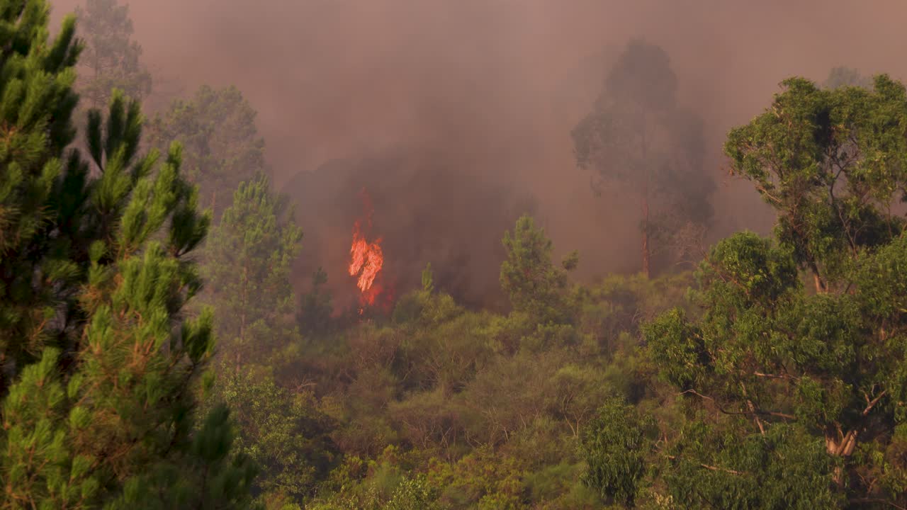 Flaming trees creating a flame that towers above everything