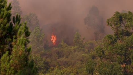 flaming trees creating a flame that towers above everything