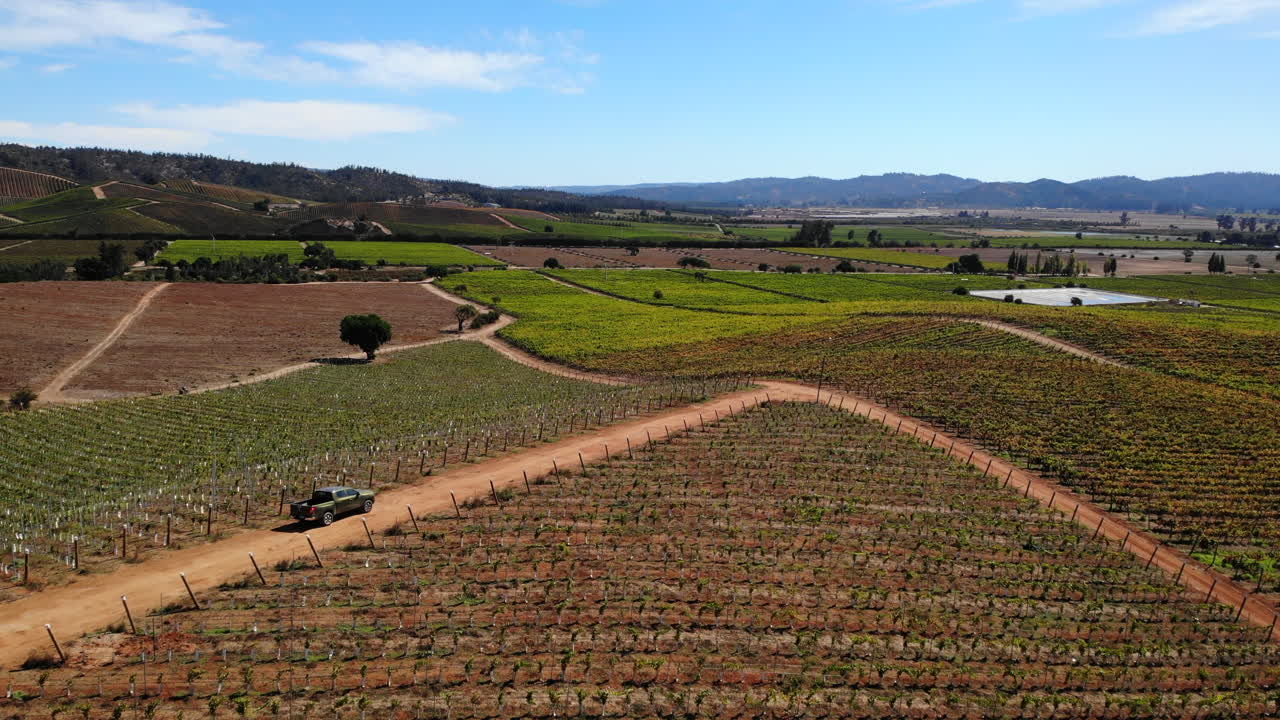 Vineyard Landscape with Dirt Road and Blue Sky