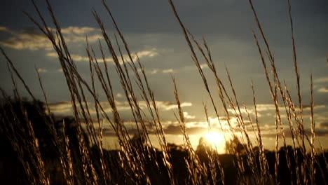 Sanfter-Zephyr-Bewegt-Langes-Goldenes-Gras-In-Der-Abenddämmerung-Im-Australischen-Outback