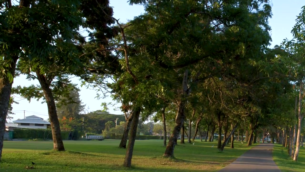Carrellata grandangolare di una passerella pavimentata attraverso un parco tropicale soleggiato con alberi
