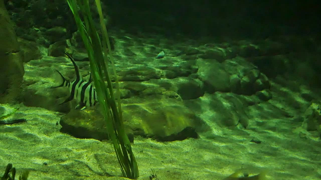 Fish underwater in green light