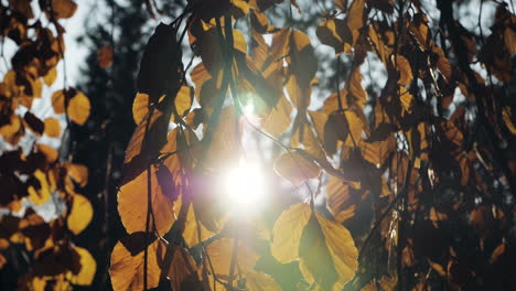 Toma-En-Cámara-Lenta-De-Hojas-De-Otoño-Cayendo