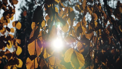 toma en cámara lenta de hojas de otoño cayendo