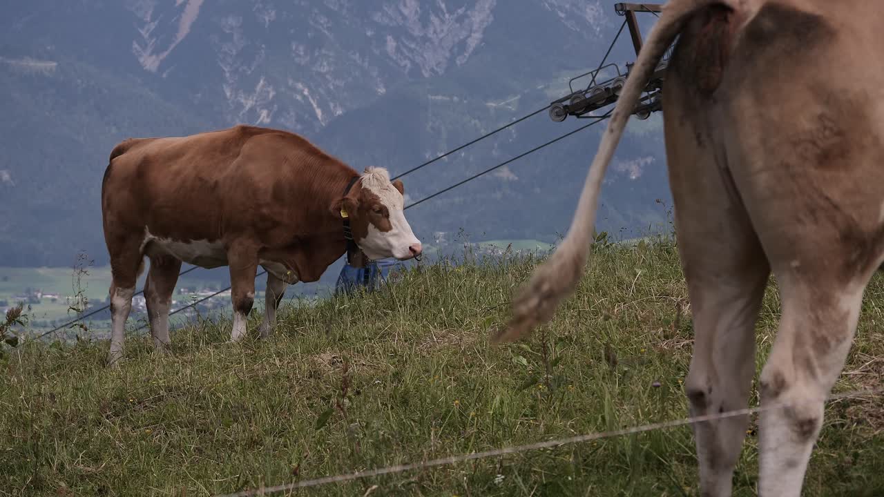 Una mucca alpina marrone con un campanaccio nell'erba del pascolo alpino vicino a una funivia