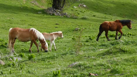 Una-Manada-De-Caballos-Pastando-Libremente